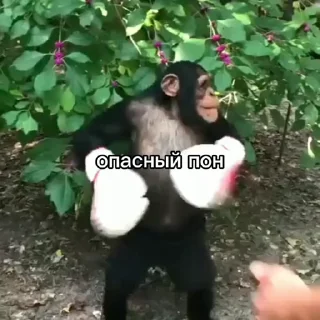🥊 emoji Набор стикеров @anoobys1337 Telegram sticker 14 of 50