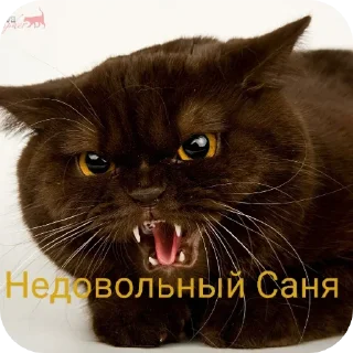 Sticker from Санечка UWU