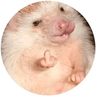 🥰 emoji ёжики Telegram sticker 18 of 30