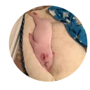 😴 emoji Pig Telegram sticker 8 of 24