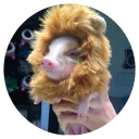 🦁 emoji Pig Telegram sticker 15 of 24