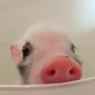 😚 emoji pig mood Telegram sticker 1 of 18
