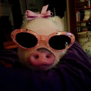 😎 emoji pig mood Telegram sticker 5 of 18