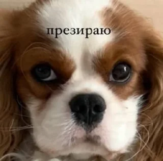 🌟 emoji Чел Telegram sticker 14 of 38