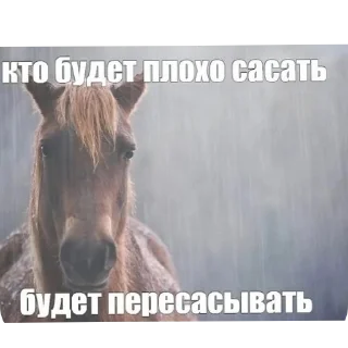 🐎 emoji Волосатый пенис бобра Telegram sticker 8 of 113