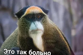 🙊 emoji Макаока Telegram sticker 20 of 50