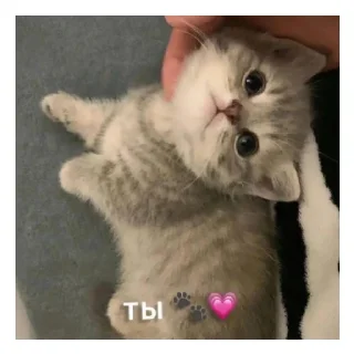 ♥️ emoji Никита лапуля<3 Telegram sticker 22 of 39