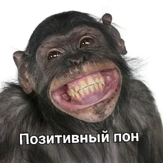 🦍 emoji Макаока Telegram sticker 16 of 50