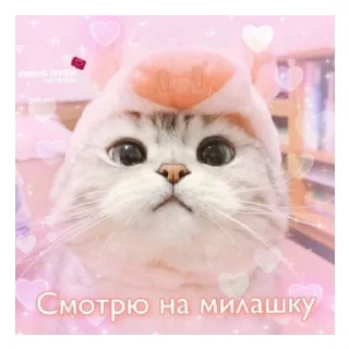 ❣️ emoji Никита лапуля<3 Telegram sticker 8 of 39