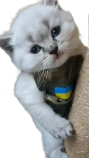 😼 emoji Stickers_by_@Pandakh Telegram sticker 4 of 32