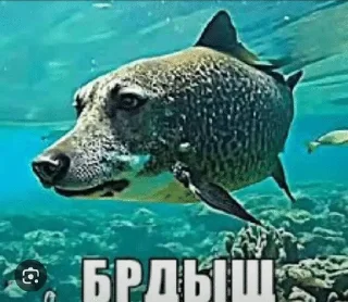 🌟 emoji Жопа Telegram sticker 19 of 43
