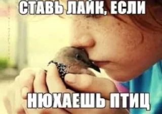 🦜 emoji бурундуки) Telegram sticker 15 of 39