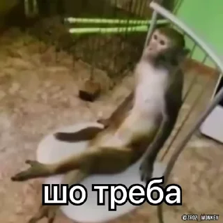 😒 emoji мавпи @gif_ochky Telegram sticker 15 of 50