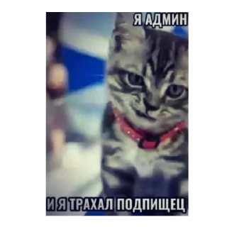 🐱 emoji Далбаеб Telegram sticker 14 of 101