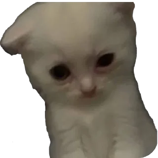 🫥 emoji Boobies Telegram sticker 12 of 20