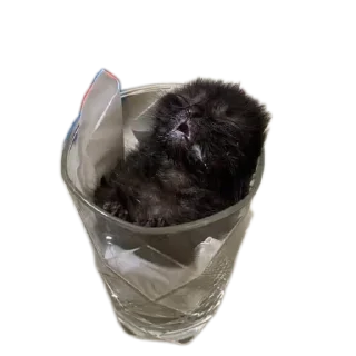 🐱 emoji Boobies Telegram sticker 8 of 20