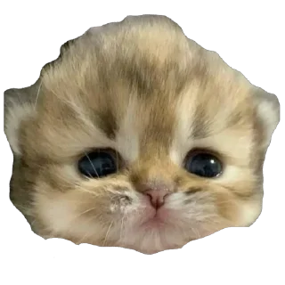 🫥 emoji Boobies Telegram sticker 17 of 20