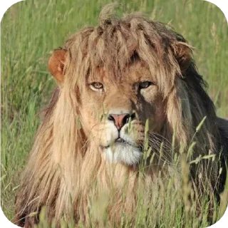 💇 emoji львы Telegram sticker 20 of 56
