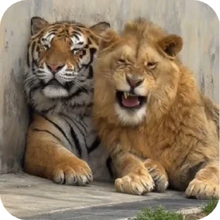 🐾 emoji львы Telegram sticker 21 of 56