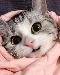 🙂 emoji котейки)) Telegram sticker 17 of 37