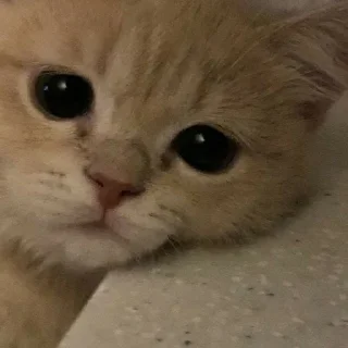 😢 emoji котейки^^. Telegram sticker 20 of 23
