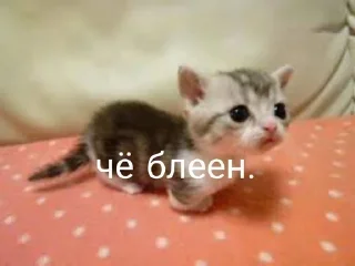 Sticker from Котейки:>
