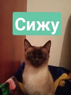 🤓 emoji ChekaBratsGiros Telegram sticker 14 of 21