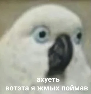 🥒 emoji СИсЬКа Telegram sticker 20 of 105