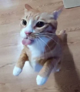 👅 emoji нэгапьянэ Telegram sticker 18 of 41