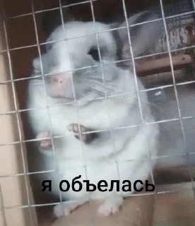 🌟 emoji Шусинятки Telegram sticker 8 of 43