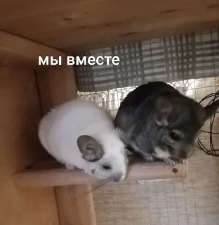 Sticker from Шусинятки