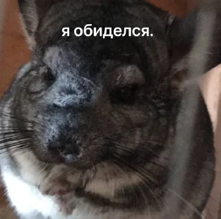 🌟 emoji Шусинятки Telegram sticker 21 of 43