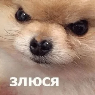 🌟 emoji бигль Telegram sticker 13 of 23