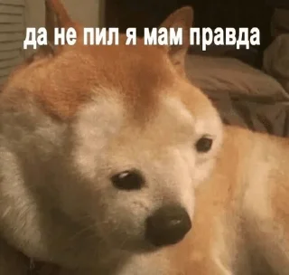 🌟 emoji бигль Telegram sticker 14 of 23