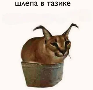 Sticker from Шлепа @anime_sticks