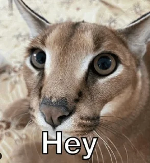 👋 emoji Шлепа Telegram sticker 20 of 20