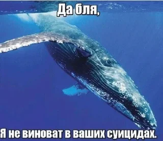 Sticker from Шизомемы @fStikBot