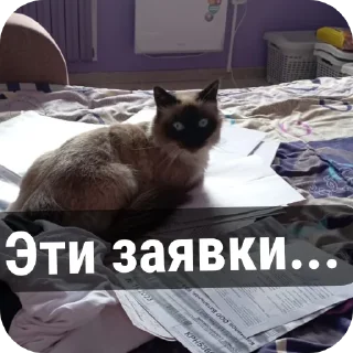 😮‍💨 emoji Пушка💗-🔫 Telegram sticker 16 of 34