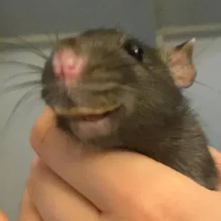 🌟 emoji RatsomeRats2.0 Telegram sticker 19 of 73
