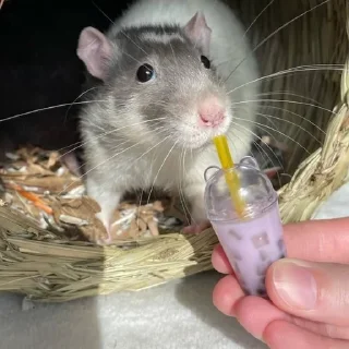 🌟 emoji RatsomeRats2.0 Telegram sticker 13 of 73