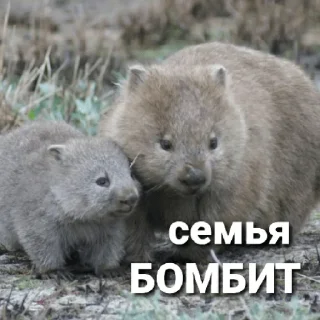 ❤ emoji БОМБИТ Telegram sticker 23 of 111