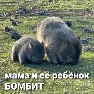 👩‍👧 emoji БОМБИТ Telegram sticker 19 of 111