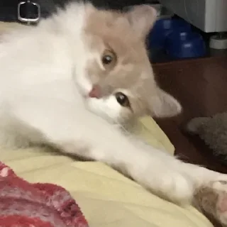 Sticker from Кишки, котёнки