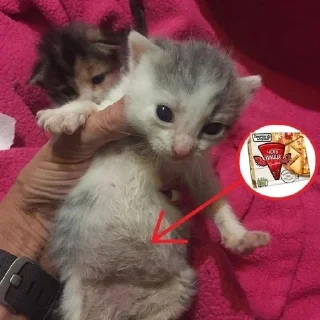 🌟 emoji котята Telegram sticker 15 of 79