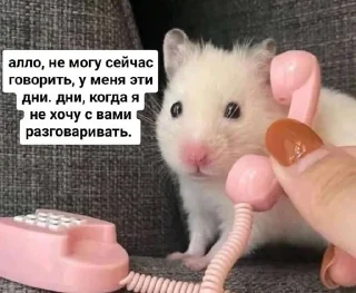 🌟 emoji переговоры с леной Telegram sticker 16 of 59
