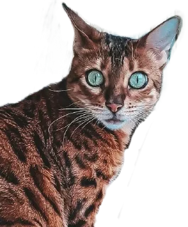 Sticker from Леона