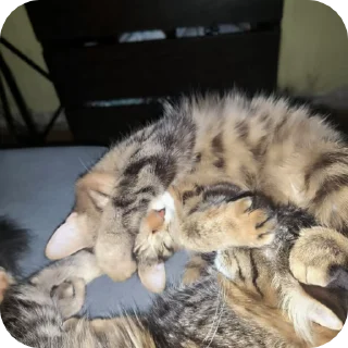 🌟 emoji Счастливая семёрка Telegram sticker 12 of 19