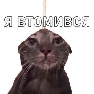 Sticker from cats