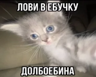 👊 emoji Котики Telegram sticker 10 of 90
