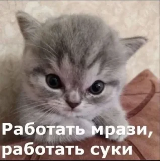 🚚 emoji Котики Telegram sticker 6 of 90